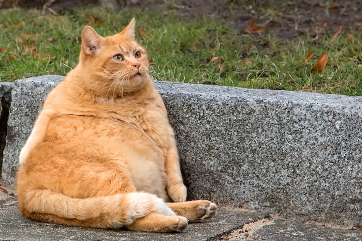 Ветврач рассказала, сколько кошек страдает ожирением