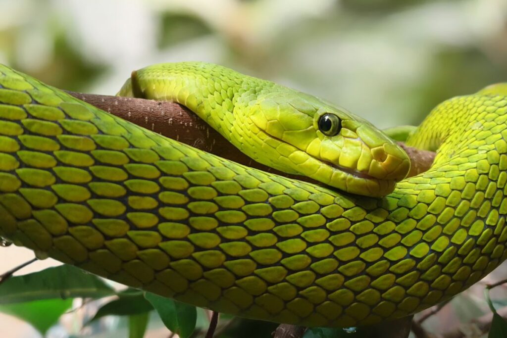 В Нидерландах ищут чрезвычайно ядовитую сбежавшую змею