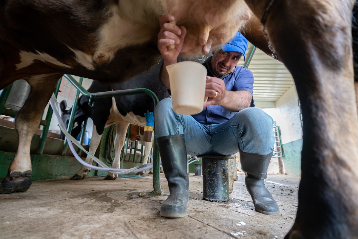 Профилактика мастита у коров: что делать, чтобы не запустить заболевание