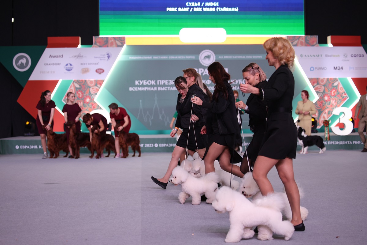 На выставке «Евразия-2023» выбрали самых красивых собак