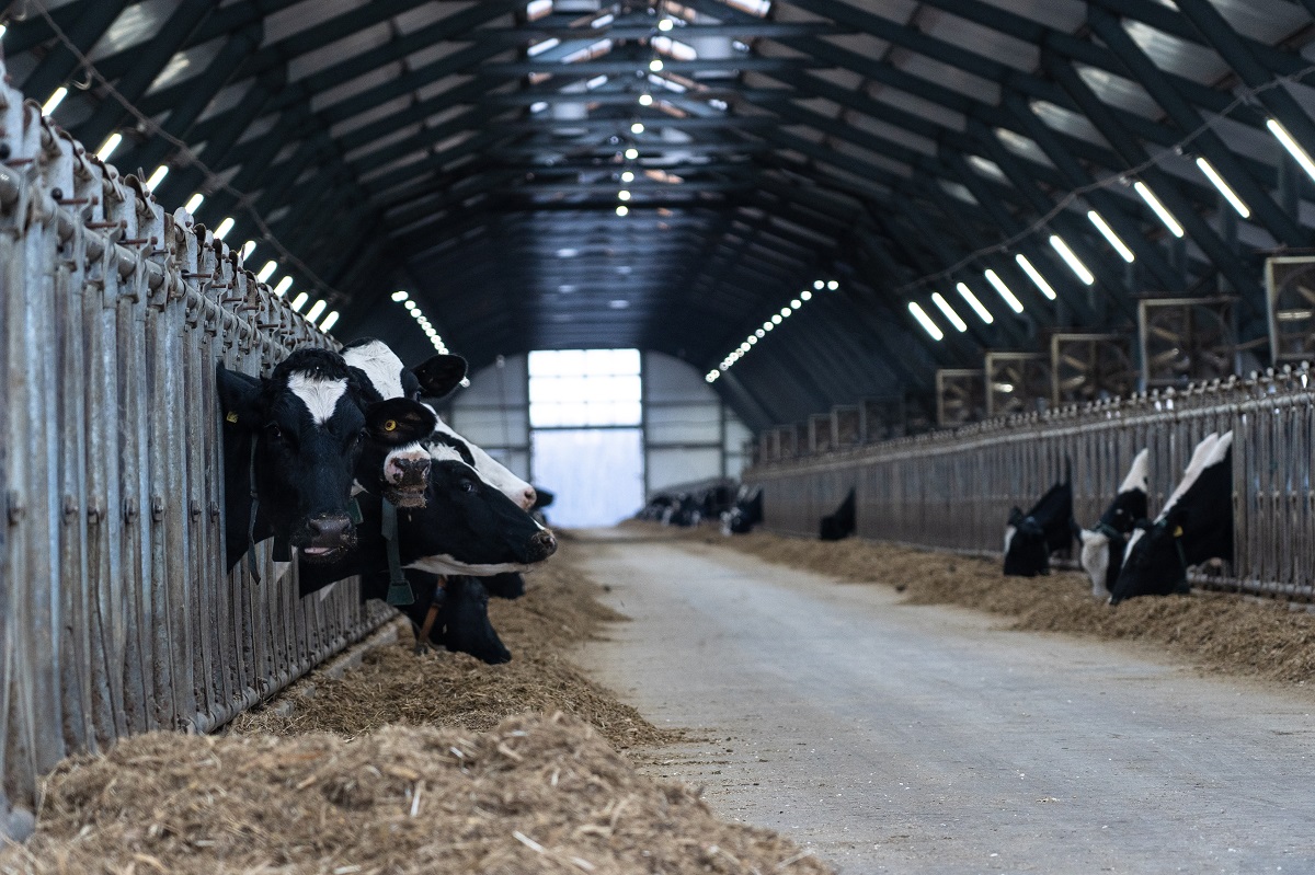 В ДНР построят современную молочно-товарную ферму на 1,2 тыс. голов КРС