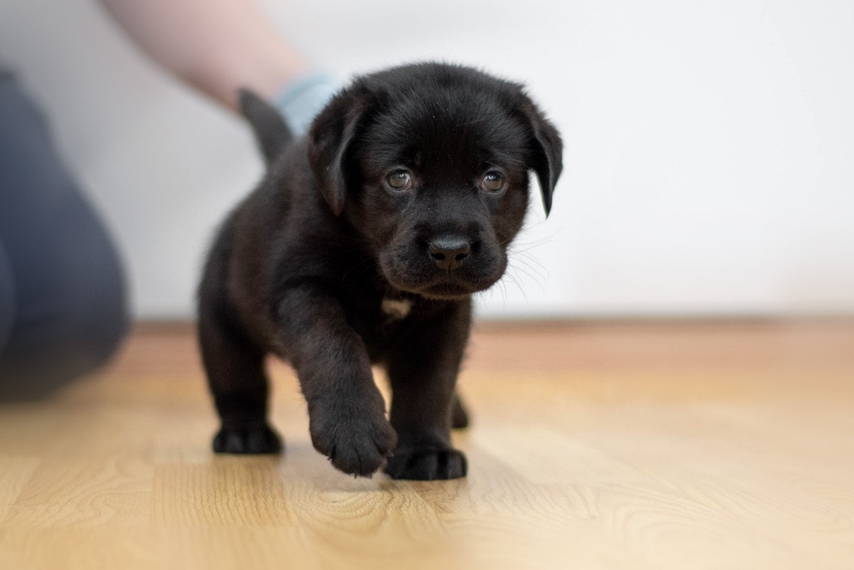 В Московской ветакадемии отметили день рождения первого в России щенка, выношенного суррогатной матерью