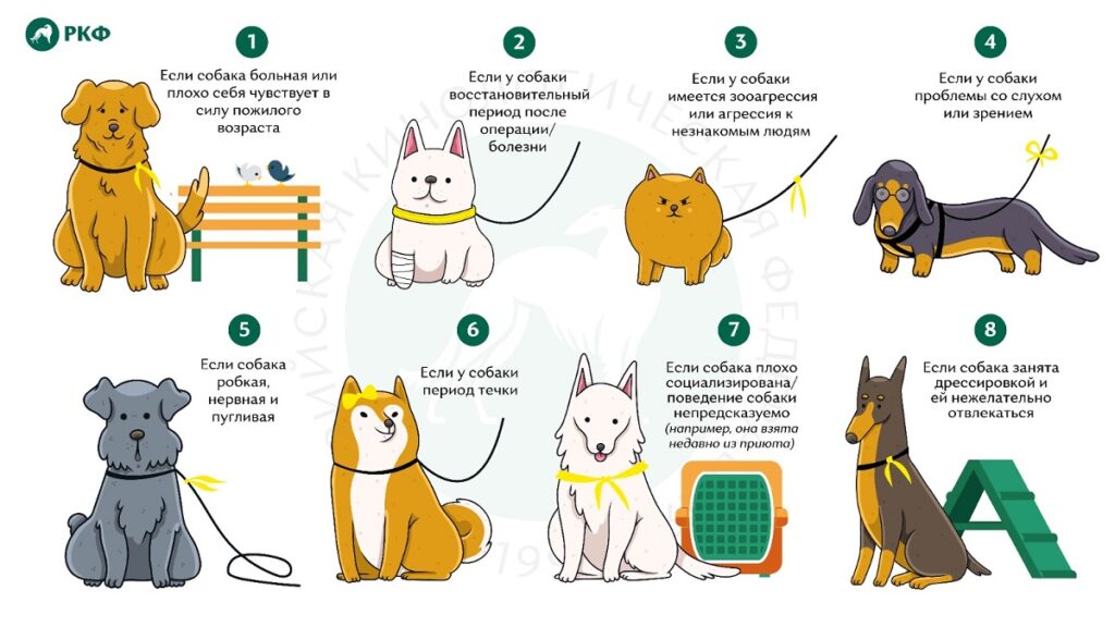 Зачем собакам повязывают желтые ленты | Ветеринария и жизнь