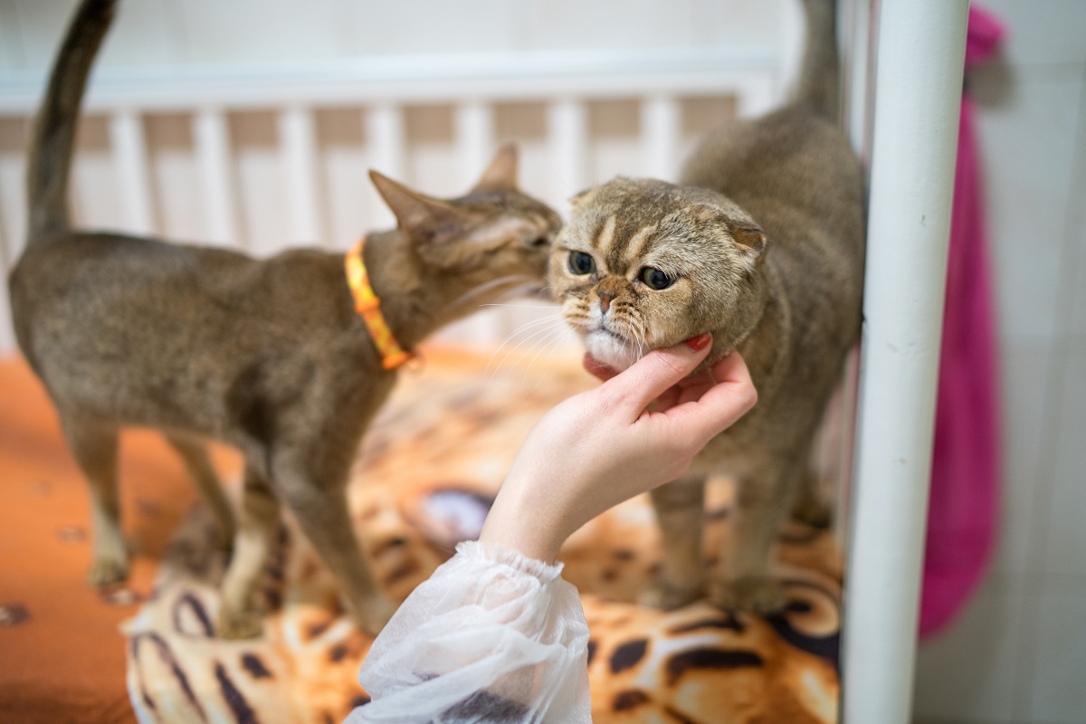 Ветврач разъяснил, почему кошки мнут хозяина лапами | Ветеринария и жизнь