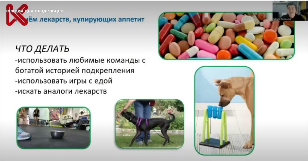 Специалист по поведению назвала причины по которым собака не ест