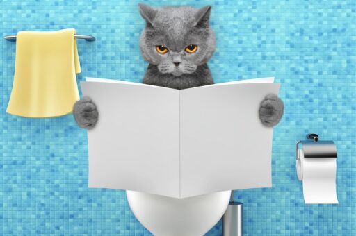 Как приучить котенка к лотку