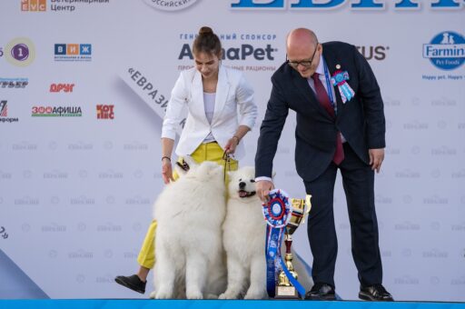 Тест на чемпиона: каким темпераментом должна обладать собака для победы на выставке