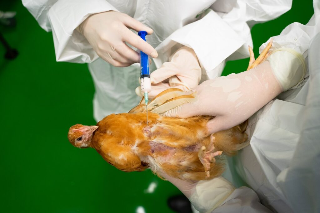 New Avian Vaccine Approved in Russia