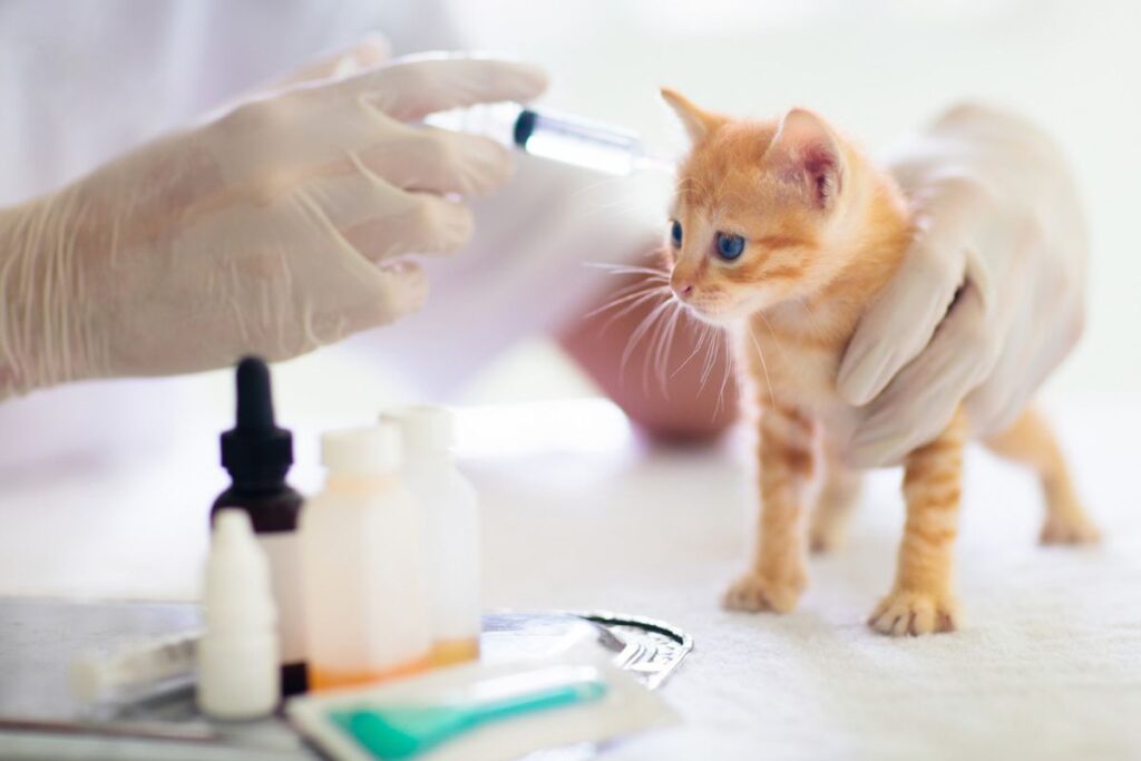 Московские ветврачи опубликовали график бесплатной вакцинации собак и кошек против бешенства на 2024 год