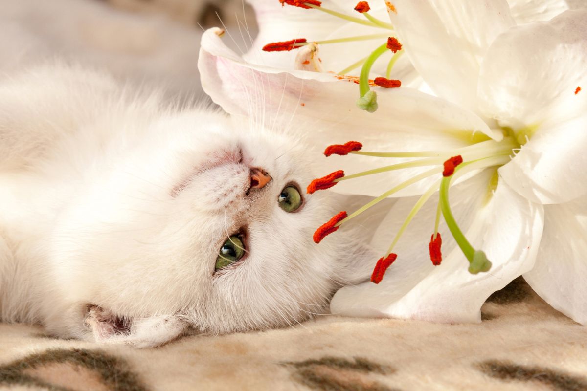 Ветврач объяснил, почему кошкам нельзя нюхать лилии | Ветеринария и жизнь