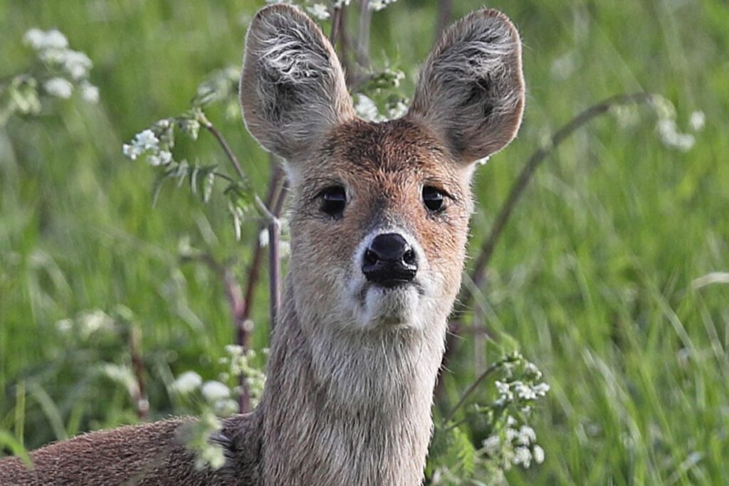 В Приморье возбудили уголовное дело за охоту на краснокнижных оленей
