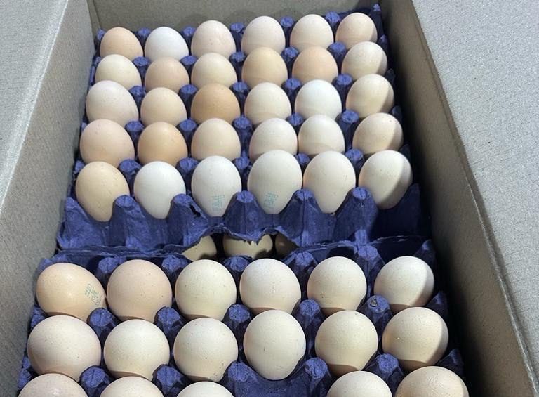 Казахстан хочет запретить ввоз куриных яиц автотранспортом