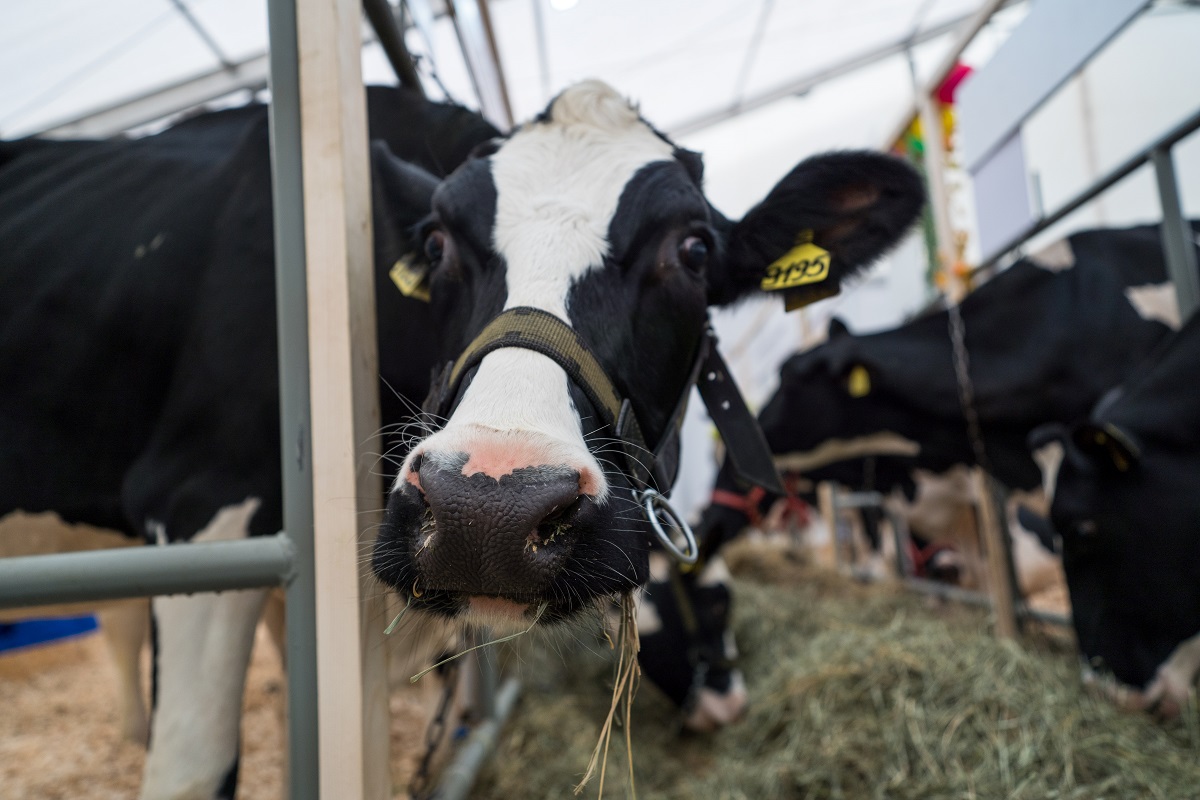 Ученые нашли способ снизить стресс у молочных коров