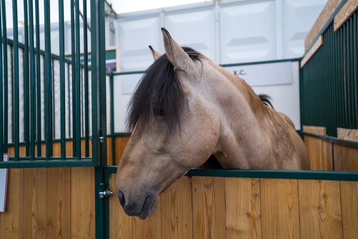 Минсельхоз утвердил новые ветеринарные правила содержания лошадей