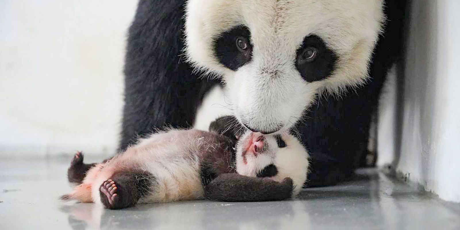 Россияне выбирают имя для детеныша панды из Московского зоопарка