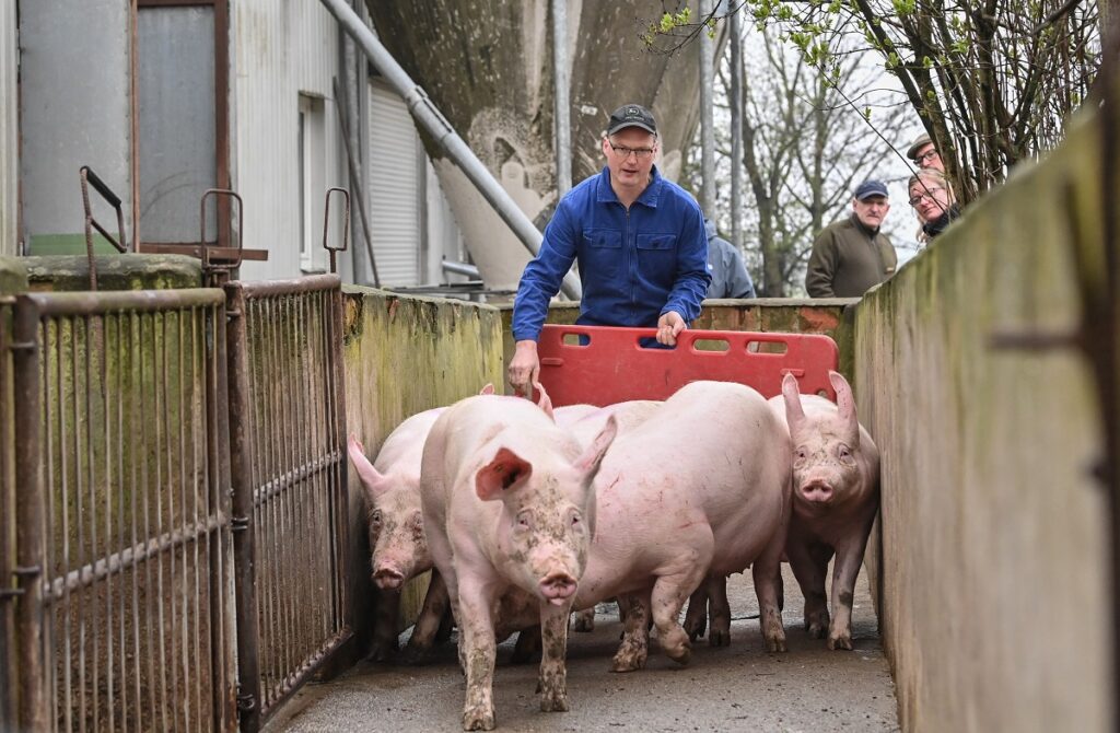 В Германии сокращается поголовье свиней