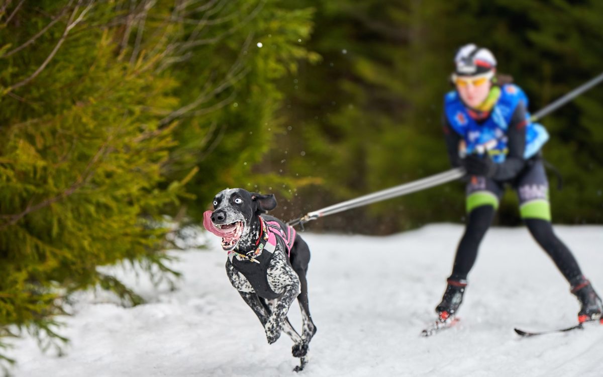 Кинолог рассказал, каким спортом заняться с собакой зимой