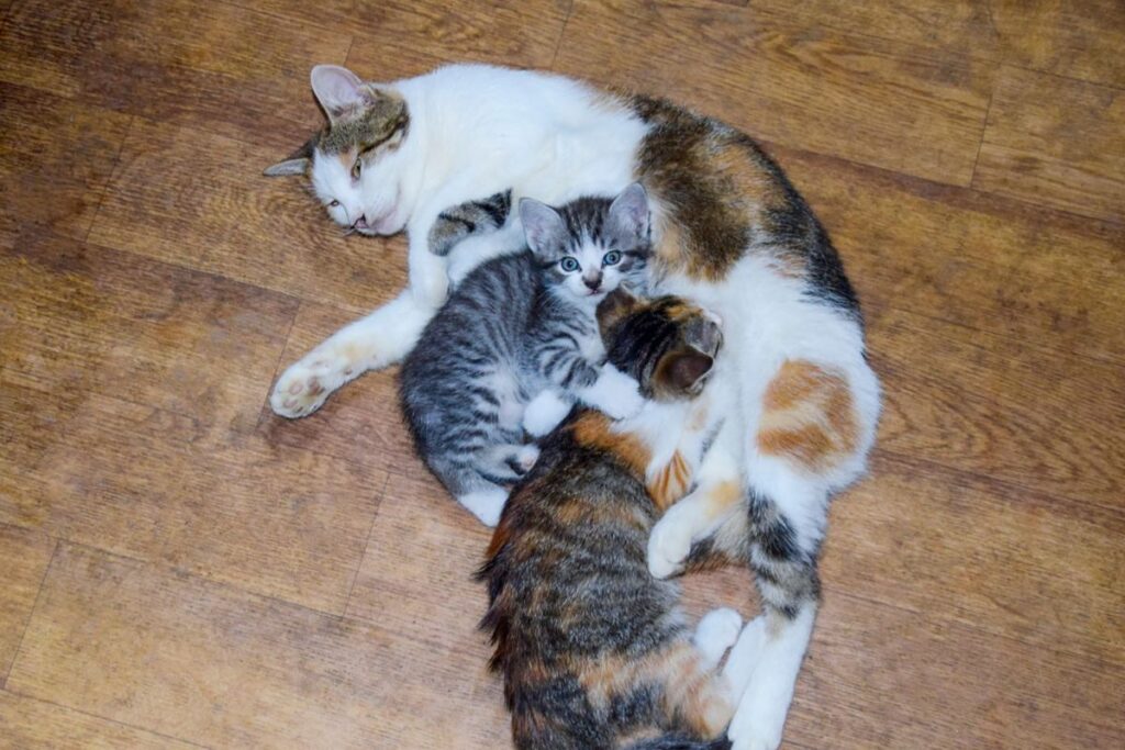 Беременность кошки: как подготовить животное к родам