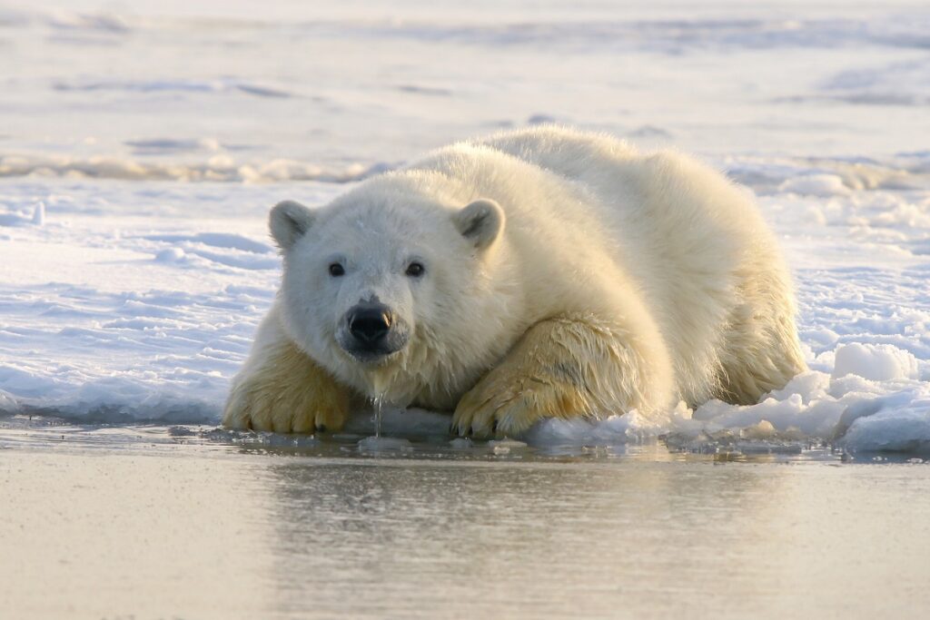 На Аляске от гриппа птиц впервые погиб белый медведь