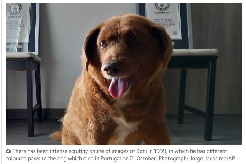 Рекордсмена книги Гиннесса пса Боби могут лишить титула самой старой собаки в мире