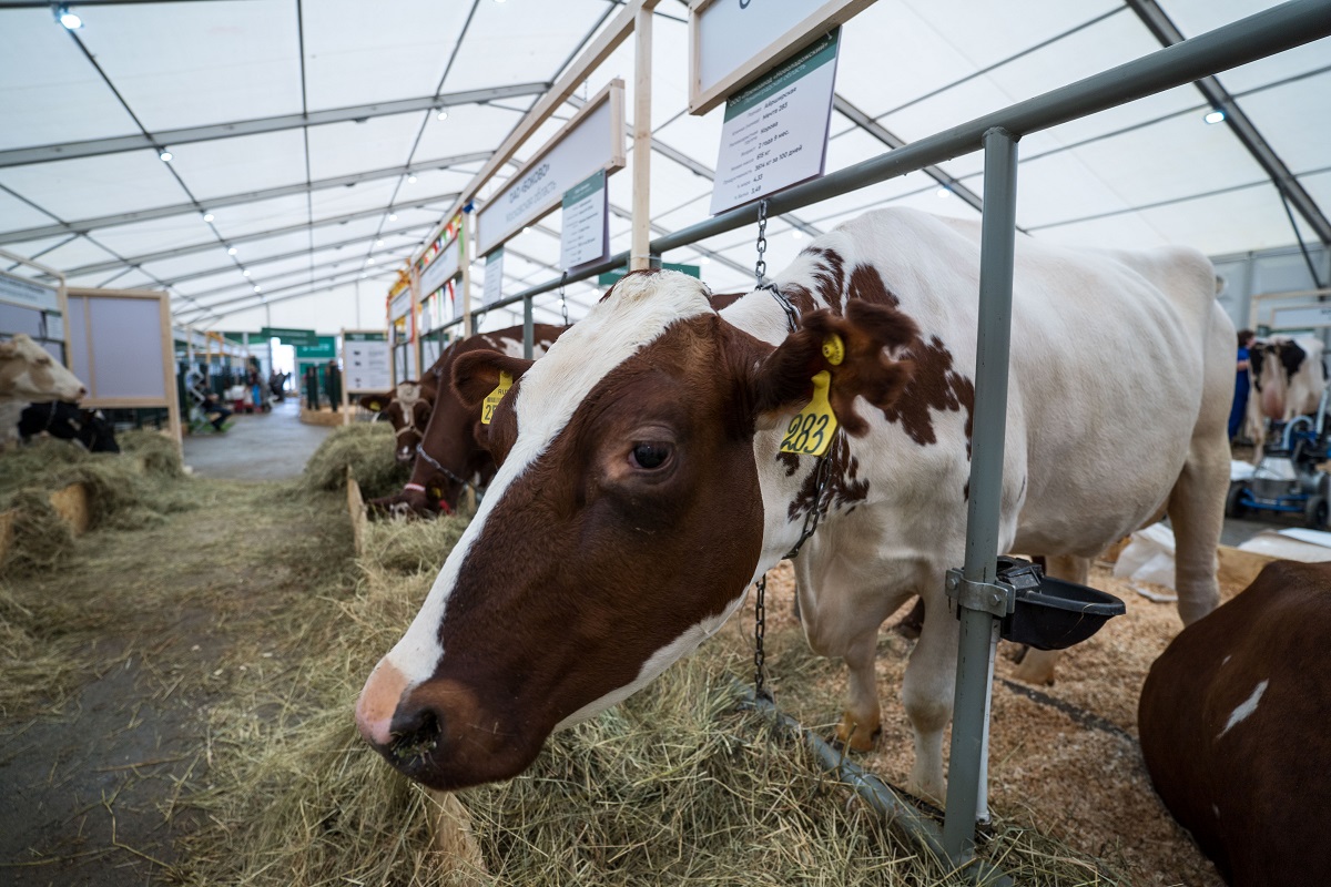 Nikon разработала умную камеру для прогнозирования родов у коров