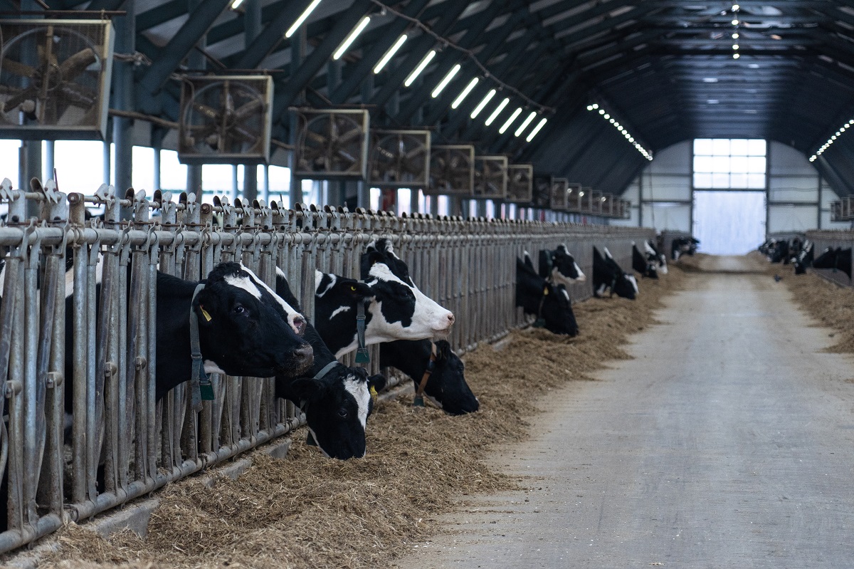 «Агропромкомплектация» увеличила валовой надой молока на 13%