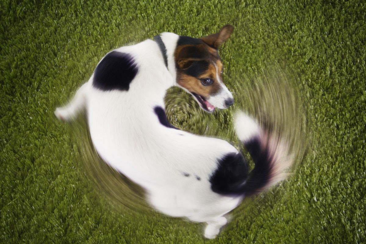 Эксперты назвали причины проблем с равновесием у собак