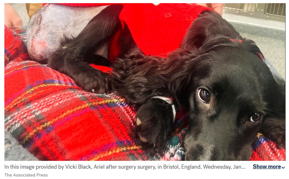 Собаку с шестью лапами прооперировали в Великобритании