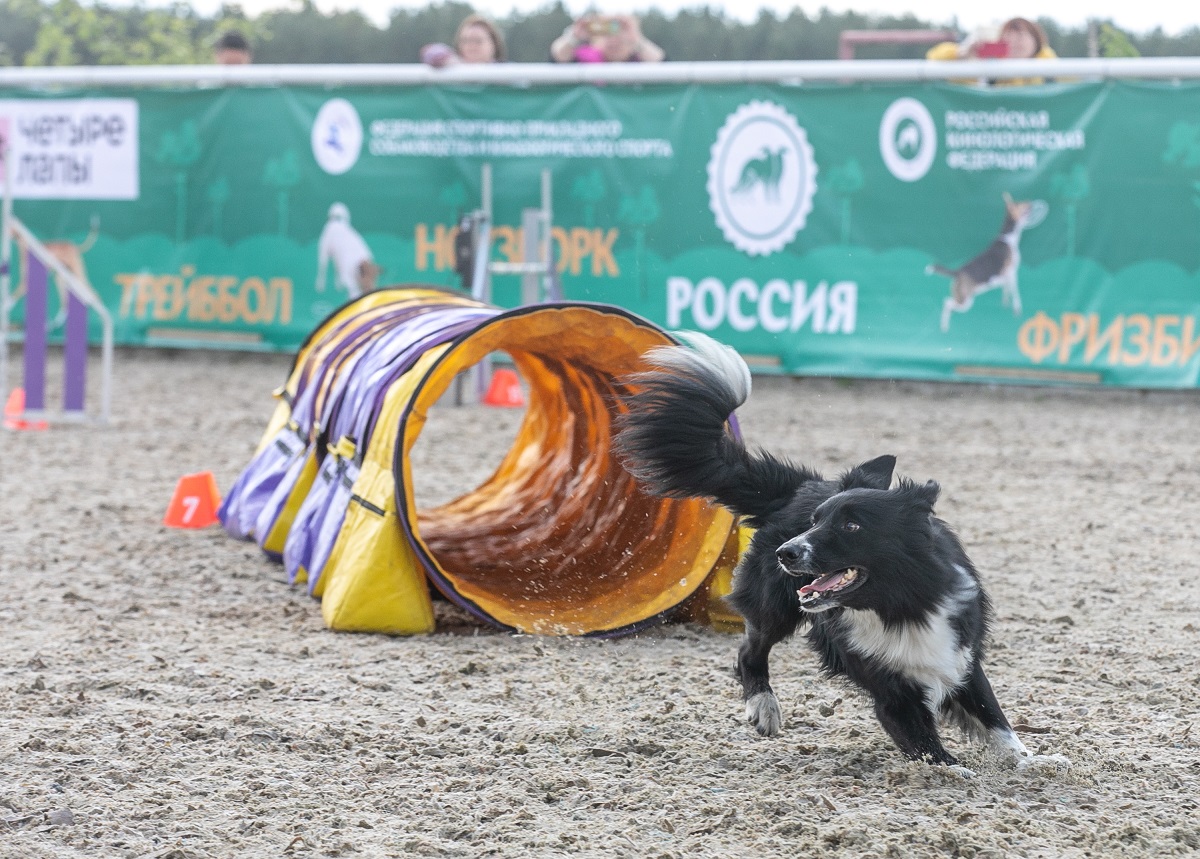 Такса аджилити