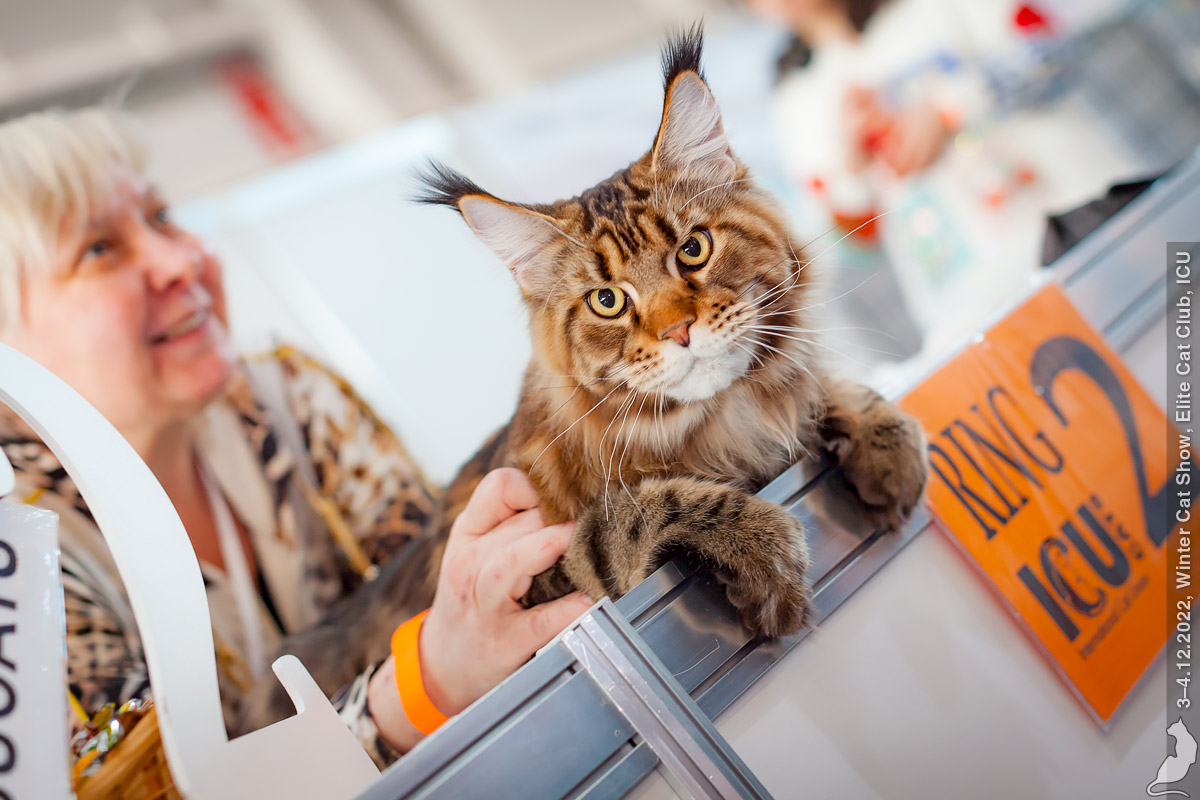 Международная выставка кошек «Spring Cat Show» состоится в Москве 2-3 марта  | Ветеринария и жизнь