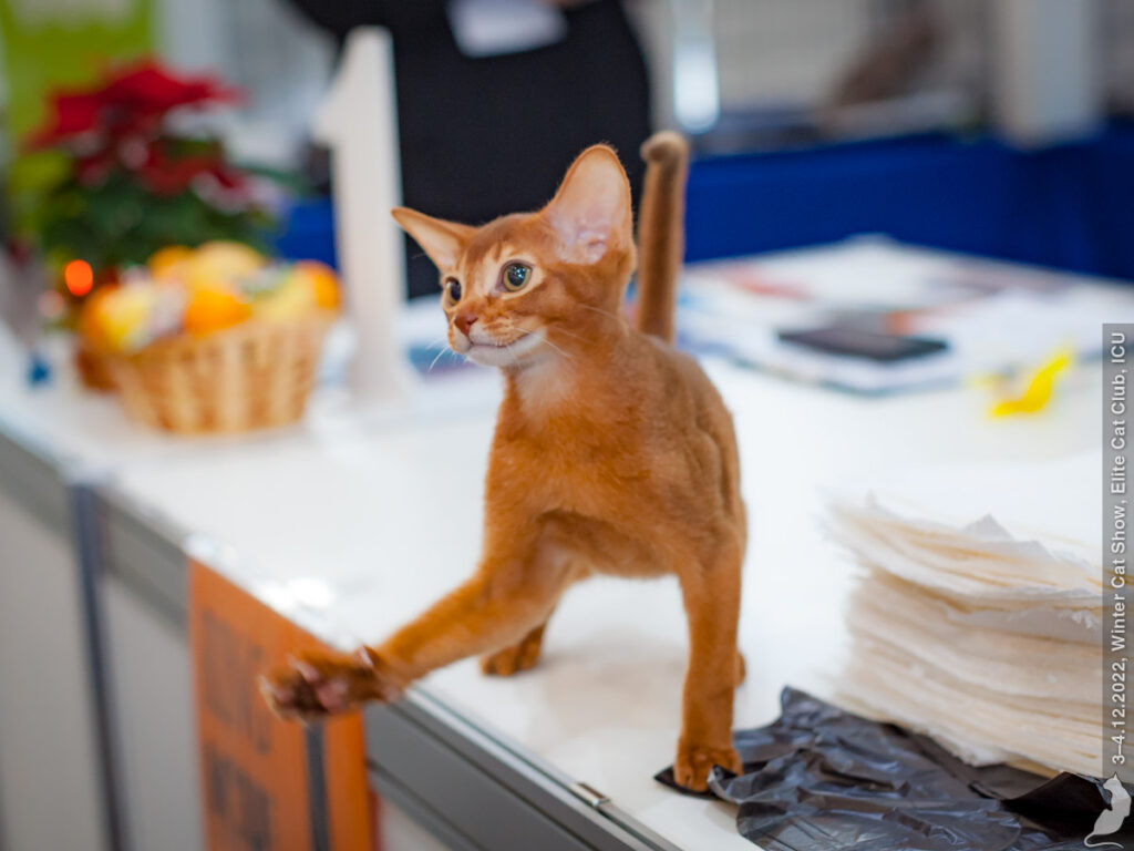 Международная выставка кошек «Spring Cat Show» состоится в Москве 2-3 марта  | Ветеринария и жизнь