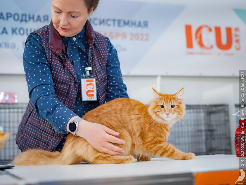 Международная выставка кошек «Spring Cat Show» состоится в Москве 2-3 марта  | Ветеринария и жизнь