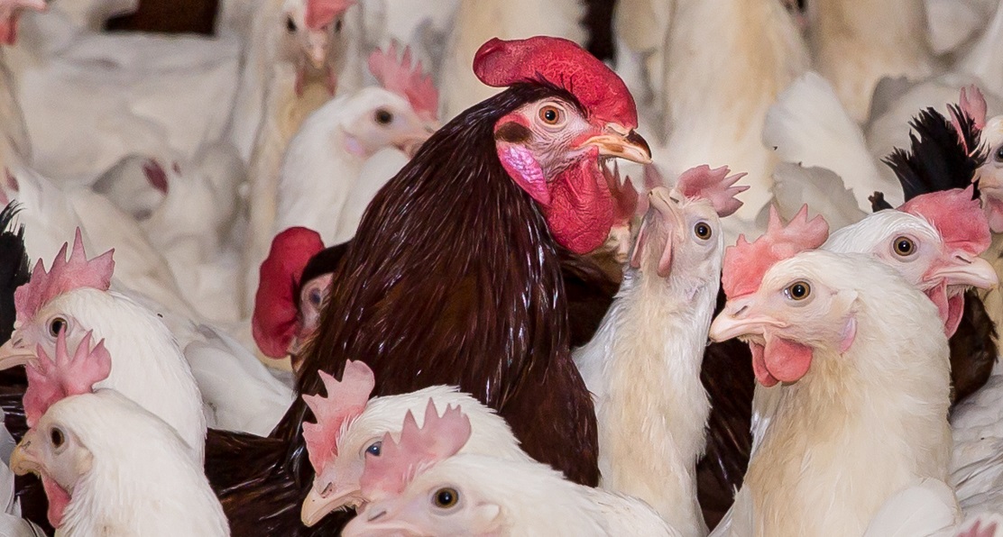 Hungarian Сompany Babolna Tetra Plans to Expand Supplies of Breeder Poultry to Russia