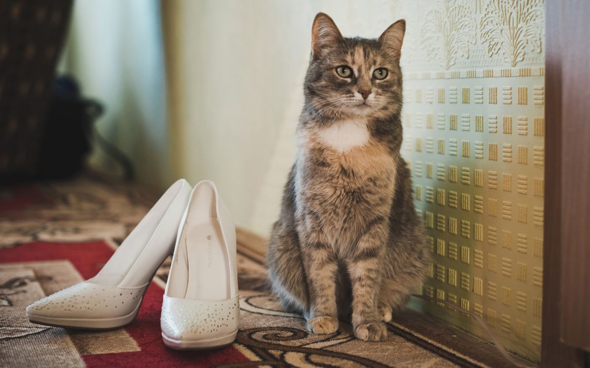 Ветврач объяснила, что кошки оставляют «лужи» в ботинках не из мести