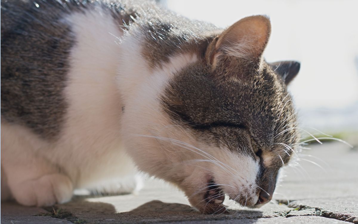 Ветврач объяснила, почему не стоит игнорировать рвоту у кошек | Ветеринария  и жизнь