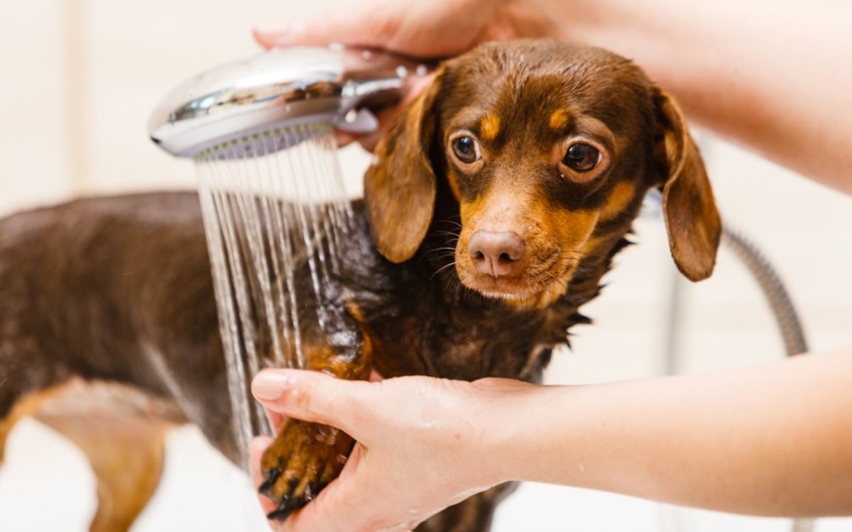 Ветврачи объяснили, почему собаку не нужно мыть чаще 1 раза в месяц |  Ветеринария и жизнь