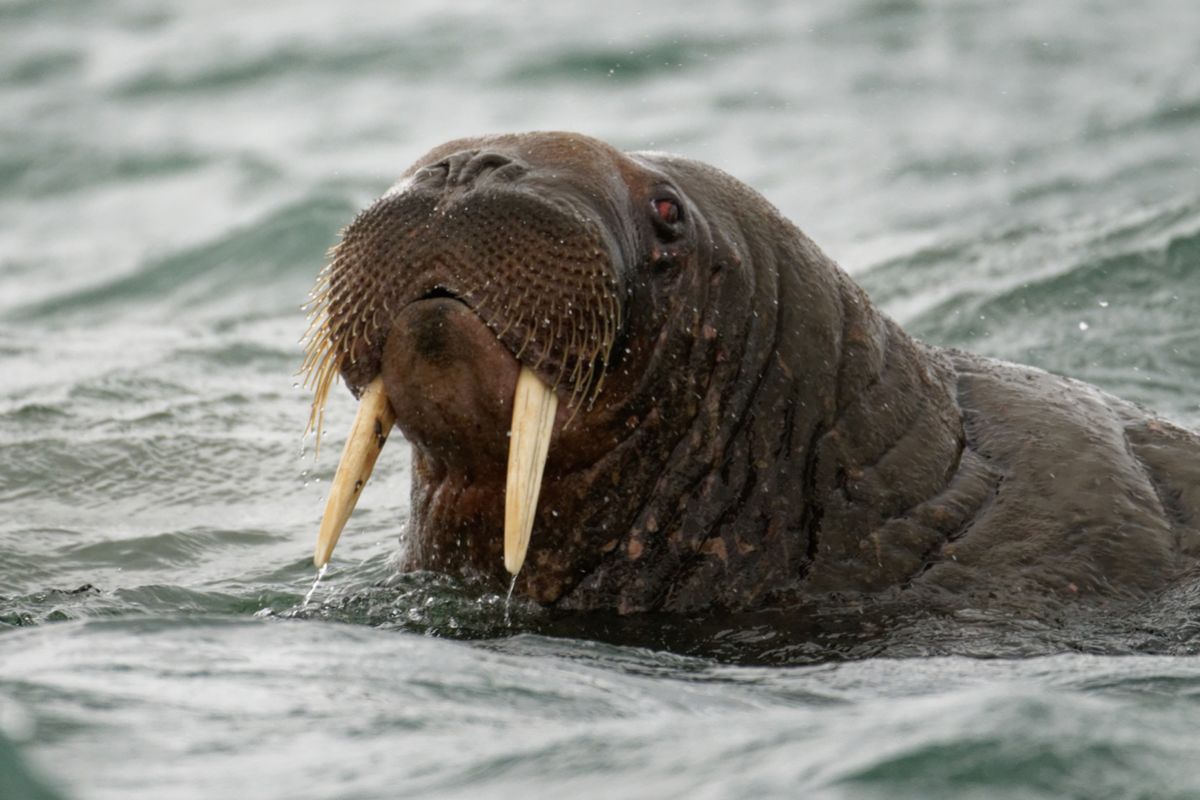 В Красную книгу Камчатского края внесут тихоокеанского моржа