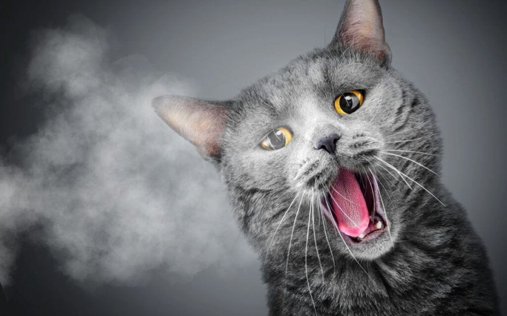 Эксперты предостерегли, чем опасно пассивное курение для кошек и собак