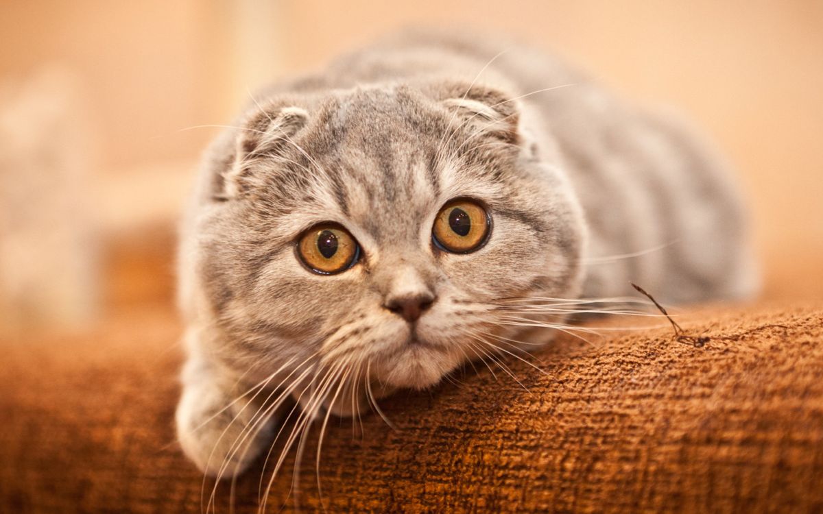Ученые назвали породы кошек, предрасположенные к поликистозу почек