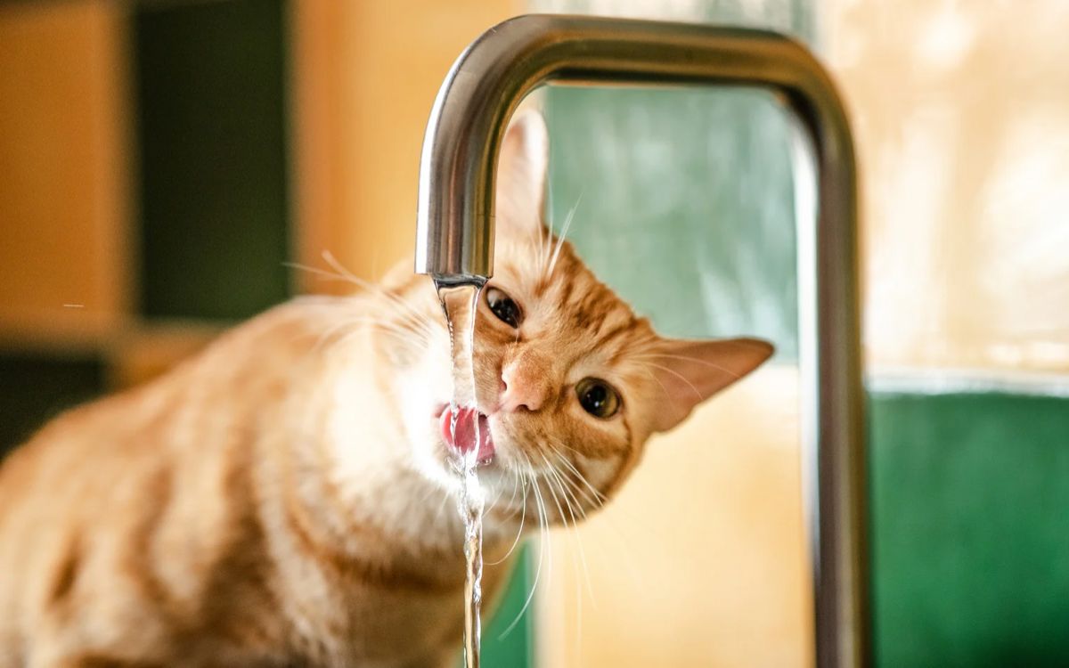Ветврач объяснил, почему кошки не пьют воду из миски