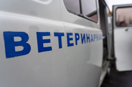 Еще в одном городе России заработала скорая помощь для собак и кошек