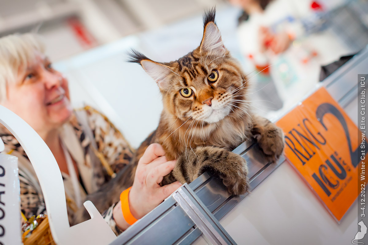 Международная выставка кошек «Spring Cat Show» состоится в Москве 2-3 марта