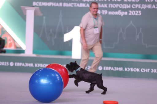Могут ли собаки стать футболистами