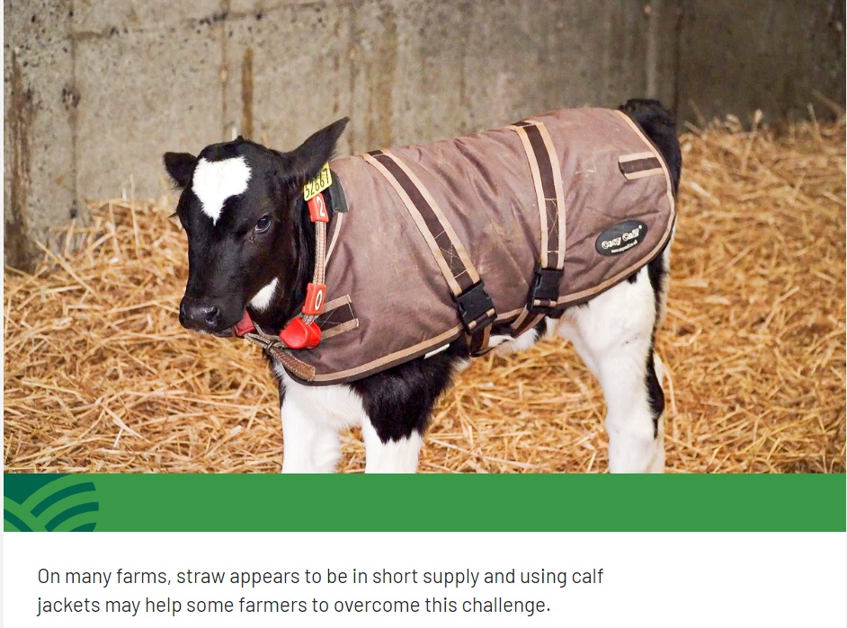 Куртки для телят стали закупать ирландские фермеры
