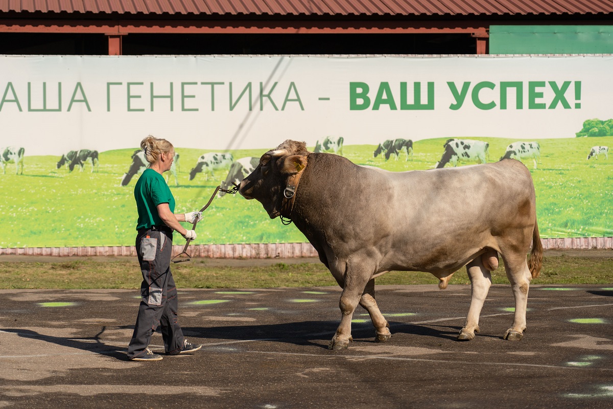 Эксперты обеспокоены сокращением отечественных пород КРС | Ветеринария и  жизнь