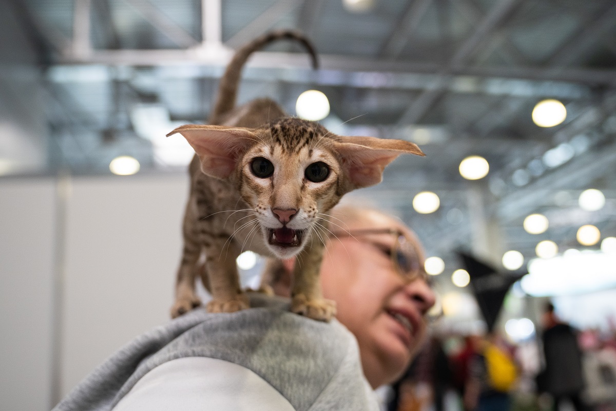 Фоторепортаж: международная выставка кошек Spring Cat Show | Ветеринария и  жизнь