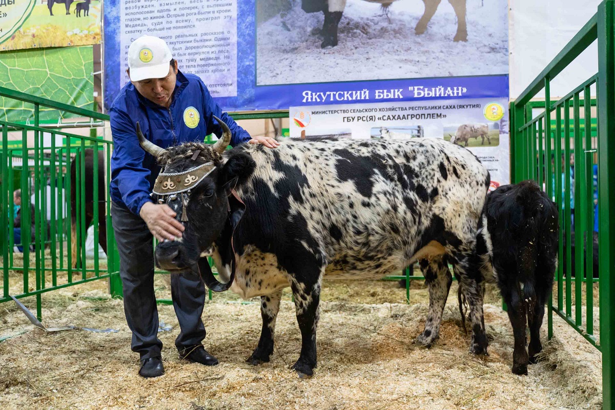 Ученые выяснили, почему якутские коровы не мерзнут при минус 60 ℃ |  Ветеринария и жизнь