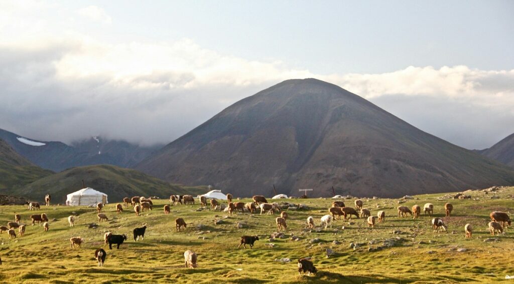 Россия поможет животноводам Монголии преодолеть последствия экстремальной зимы