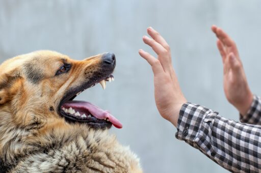 Если друг стал кусаться вдруг: разбираемся в причинах агрессивного поведения собаки и пытаемся помочь домашнему питомцу
