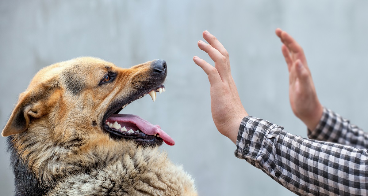 Если друг стал кусаться вдруг: разбираемся в причинах агрессивного поведения собаки и пытаемся помочь домашнему питомцу